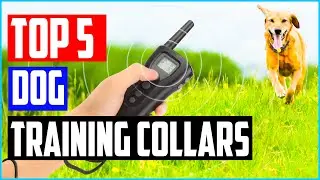 Top 5 Best Dog Training Collars Reviews and Buying Guide 2021