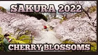SAKURA 2022 CHERRY BLOSSOMS NISHI KOEN FUKUOKA JAPAN#西公園　#桜