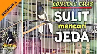 Kacer LONCENG EMAS | SULIT CARI JEDA | DOUBLE WINNER | session 1
