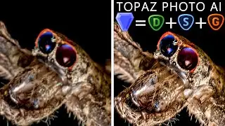 Denoise, Sharpening and Upscaling with 1 Click | TOPAZ PHOTO AI