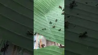 Building a Grasshopper Habitat at Home! 🏡🌱 #DIYPetHome #InsectCare