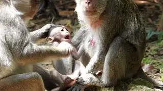 Cruelty Monkey Pluck Hair Of Baby ST1187 Mono Monkey