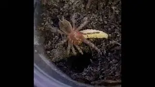 #stressreliever #tarantula #tarantulasofinstagram