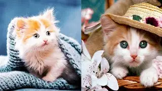 cute cats and beby pets video compilation # 1 SK animal zone