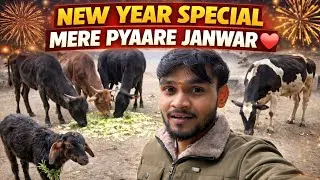 New year special/ mere pyare janwar ❤️