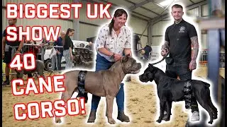 Cane Corso Breed Club 2025 Show