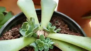 Спасение растений Escherichia методом верхней обрезки и получение новых растений