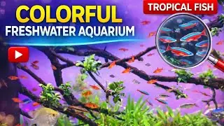 Most Wonderful Aquarium Fish #aquariumfish #fishlover