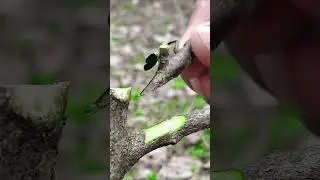 how to graft new tree branches #growtree #treanding #shorts