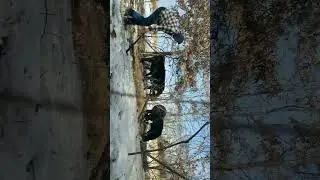 Farm life in the winter. #ice #snow #cow #pond #shorts