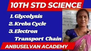 10th Science| Plant Anatomy and Plant Physiology | Glycolysis Krebs cycle Electron Transport chain