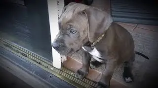 Dog saves owner, woman from fire in Atlantic Beach