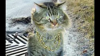 ROCKING THE BLING | Norwegian Forest Cat