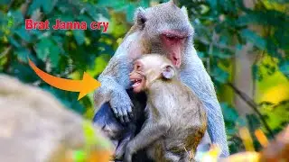 Little monkey Janna scream lost milk / poor baby monkey Jody kick off Janna from milk