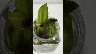 Wandering Jew /Wandering Jew Plant Grow In Water