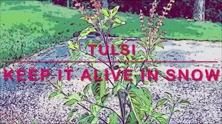 Tulsi care in winter/ How to keep Tulsi plant alive in snowy season.