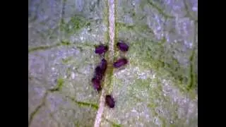 Afideo Preto ( Aphis fabae )