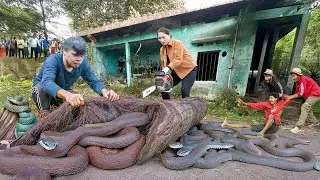 Female Hunter Uses Chainsaw to Confront Venomous Snake | Harvesting in Scary Abandoned House