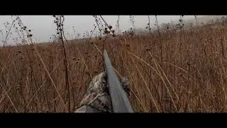 Chambers Bird Dogs.  Late season Iowa Pheasants 2025