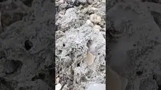 Finding Florida Fossils