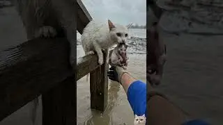 Бездомная кошка и её котята&hellip; А потом этот мужчина сделал нечто невероятное ❤️