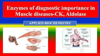 Enzymes of diagnostic importance in Muscle diseases -CK, Aldolase - Applied Biochemistry - Nursing