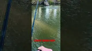 Murray Cod Fishing,, huge cod on surface lure,, Coddog Surface Lures #codfishing #murraycod #fish
