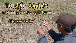 dapat info penjaring perkutut_ perkutut putih turun😱😱_di ladang padi kering