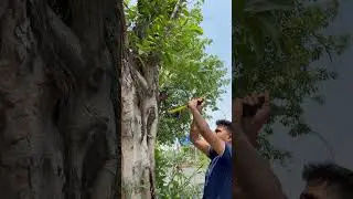 Removing ￼ Nail From Tree 🌳 & Save Tree 🌳 ! #shortvideo #saveenvironment #savenature