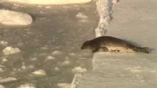 Silver Lining: Baby Seal Likely Survives the Slaughter