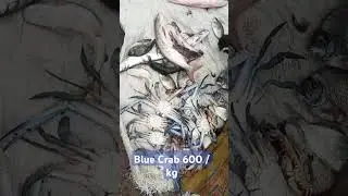 blue swimming club 600/kg ,Mullet  250 /kg.cat fish 80/ kg .