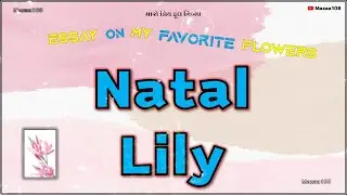 Natal Lily Flower | Essay on Natal Lily Flower | My Favourite Flower Natal Lily | Natal Lily Benefit