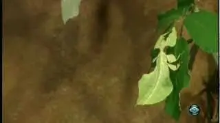 EL INSECTO HOJA - REY DEL CAMUFLAJE
