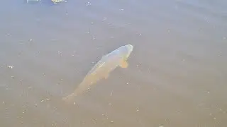 Karper aanbeet op een vlokje brood.