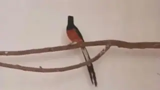 Pejantan pe22 cm