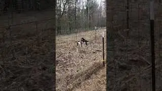 spring kid pasture. first time Johnny and Kai have enjoyed each other.