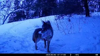Parry Sound Hillside Trail Camera Feb 2, 2025: Coyote with prey