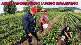 RIČI I KONA SA SELA IDU U ČELIĆKE JAGODE KOD EMIRA I HALIME