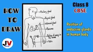 endocrine glands diagram class 8|position of endocrine glands in the human body diagram