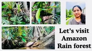 Let&rsquo;s visit Amazon rain forest.. Exploring like a real Amazon forest/Tamil/USA.