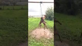 spring pole is best exercise for muscle building...💪#springpole #rednosepitbull