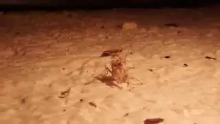 Afrikanische Bl&uuml;tenmantis M&uuml;ckenjagt