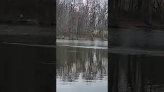 Bird vs fish!!