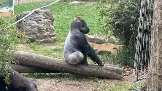 Smithsonian National Zoo in DC  [4K]  (1 of 2)