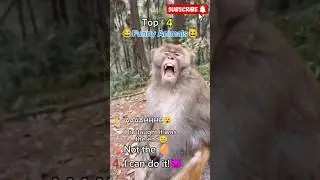 These top 4 hilarious animals will have you laughing way harder than you expected!❤️🔥