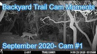 Best Trail Cam Moments from the Backyard- Simply Amazing!