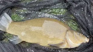 Catching & realeasing a Tench #fishing #tench #fish