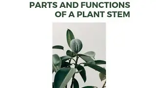 The stem ।।Parts of the stem and its function।।#stem#biology 
