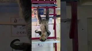 Sloth!!!! #sloth #travel #nature #japan #fun #happy #shorts