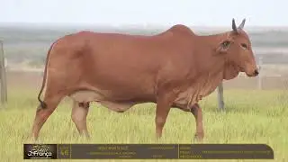 LOTE 46 JENI RVLS 142